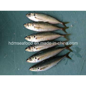 Supply Aquatic Product Frozen Horse Mackerel Fish